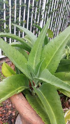 Please identify this plant
