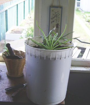There! Two aloe vera in a new large pot with plenty of room
to grow large
