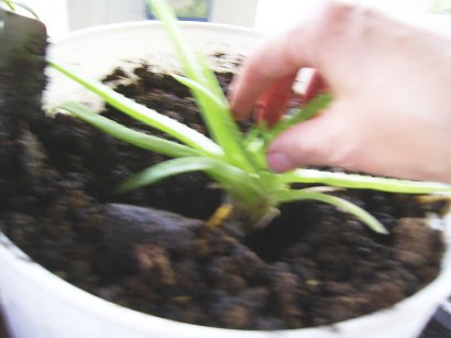 placing the aloe vera plant in the new soil
