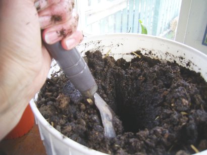making a hole in a pot of fresh soil mix.