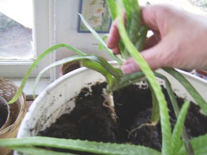 planting a weaker plant in the same pot.