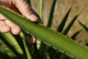 aloe vera leaf held by a hand