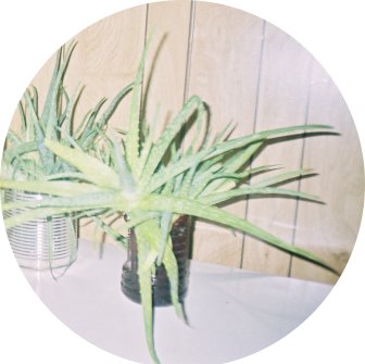 aloe vera plants have few side effects  - if any