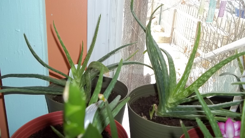 close up of two aloe vera plants in the south window
