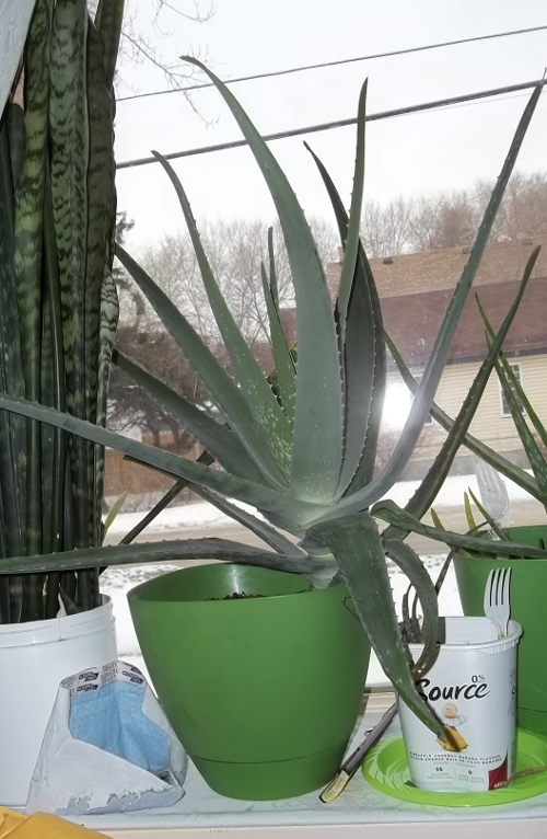Here it is! My biggest aloe vera
plant at present