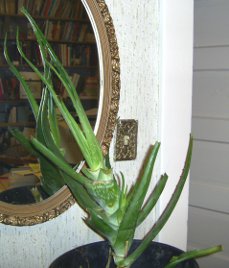 a big aloe vera plant that has been almost
completely harvested to eat