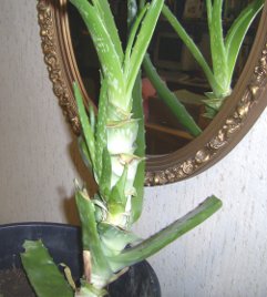 my BIG aloe vera sprouting new plants when nearly used up