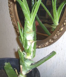 The big aloe vera with one broad leaf left for my burned
hand