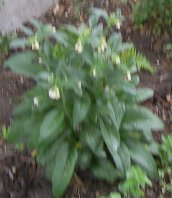 comfrey with blossoms