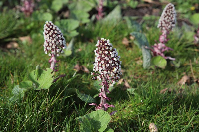 common butterbur (it comese in various colours of flowers)