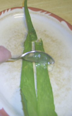 scraping aloe vera gel for Dad who was healed by aloe vera