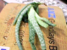 the aloe vera plant out of the mail package