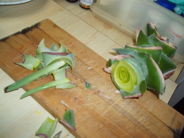 last cut near top of stem shows a rosette with gel in layers