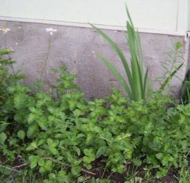 mint growing right beside my front door