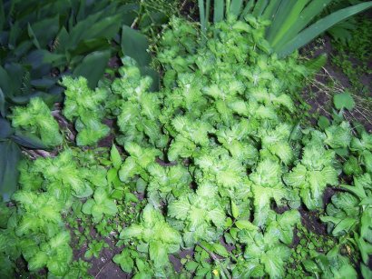 mint - luscious in the flower beds