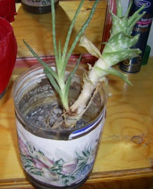 the aloe vera plant I used in the basement bathroom but forgot to water for 4 to 6 months
