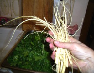 parsley roots ready to put in freezer