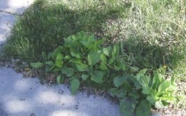 plantain can be found beside city sidewalks