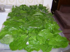 plantain leaves, washed and ready to dry