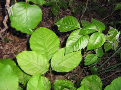 poison ivy has three leaves in groups