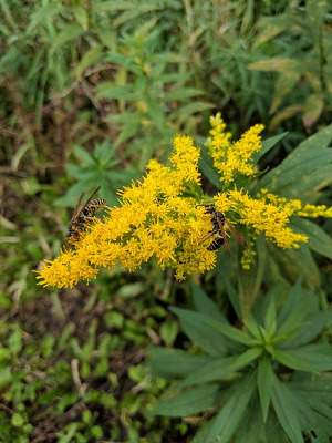 Goldenrod, a type of ragweed, but not the worst