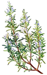 rosemary for your happy tummy