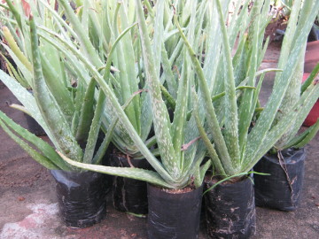 here are a few more aloe plants in a close up