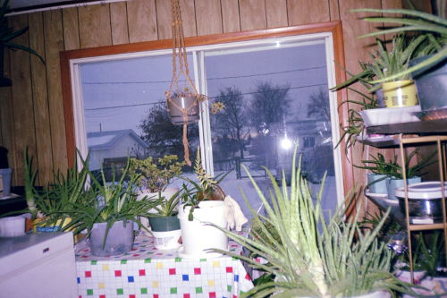 view 1 of my Sunroom full of aloe vera in my parents' home