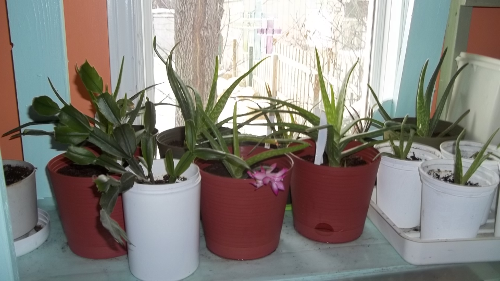 a cluster of aloe vera plants on the
middle shelf.