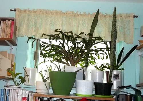 the plants in the upper east window in
my office/living room
