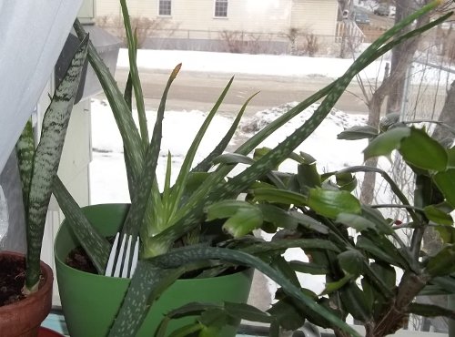 in my north office window are two
large aloe vera plants thrivling