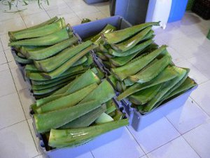 aloe vera leaves cut and ready to process