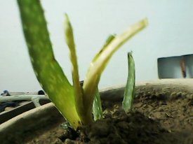 the aloe vera plant in its new home