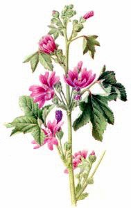 mallow - the herb