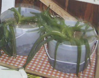 some of my frozen aloe vera in the porch