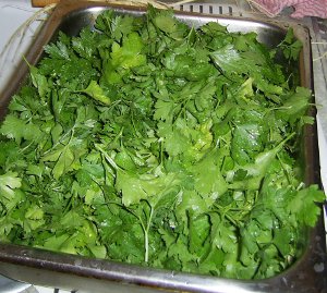 parsley leaves washed and ready to spread for drying