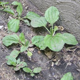 plaintain growing underfoot