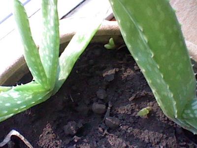 close up of the leaves on Lydia's aloe plant, and the pups or offsets