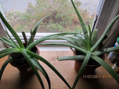 My two Aloe plants.