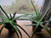 My two Aloe plants.