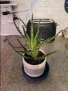Also an aloe vera plant - but with a speckled skin
