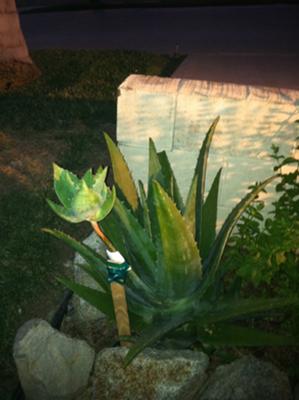 Vero's Aloe Vera Plant 