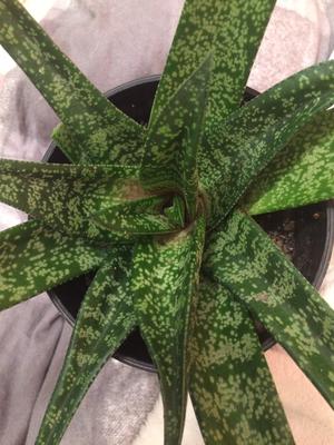 What type of Aloe is this?