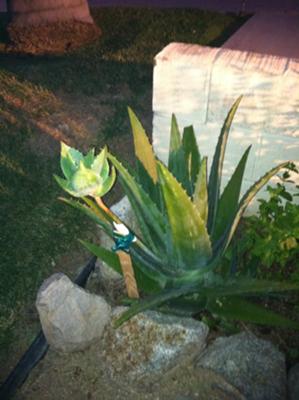 Vero's Aloe Vera Plant 